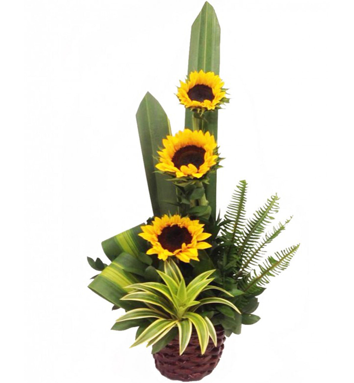 Oferta 15.00