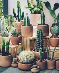 Cactus