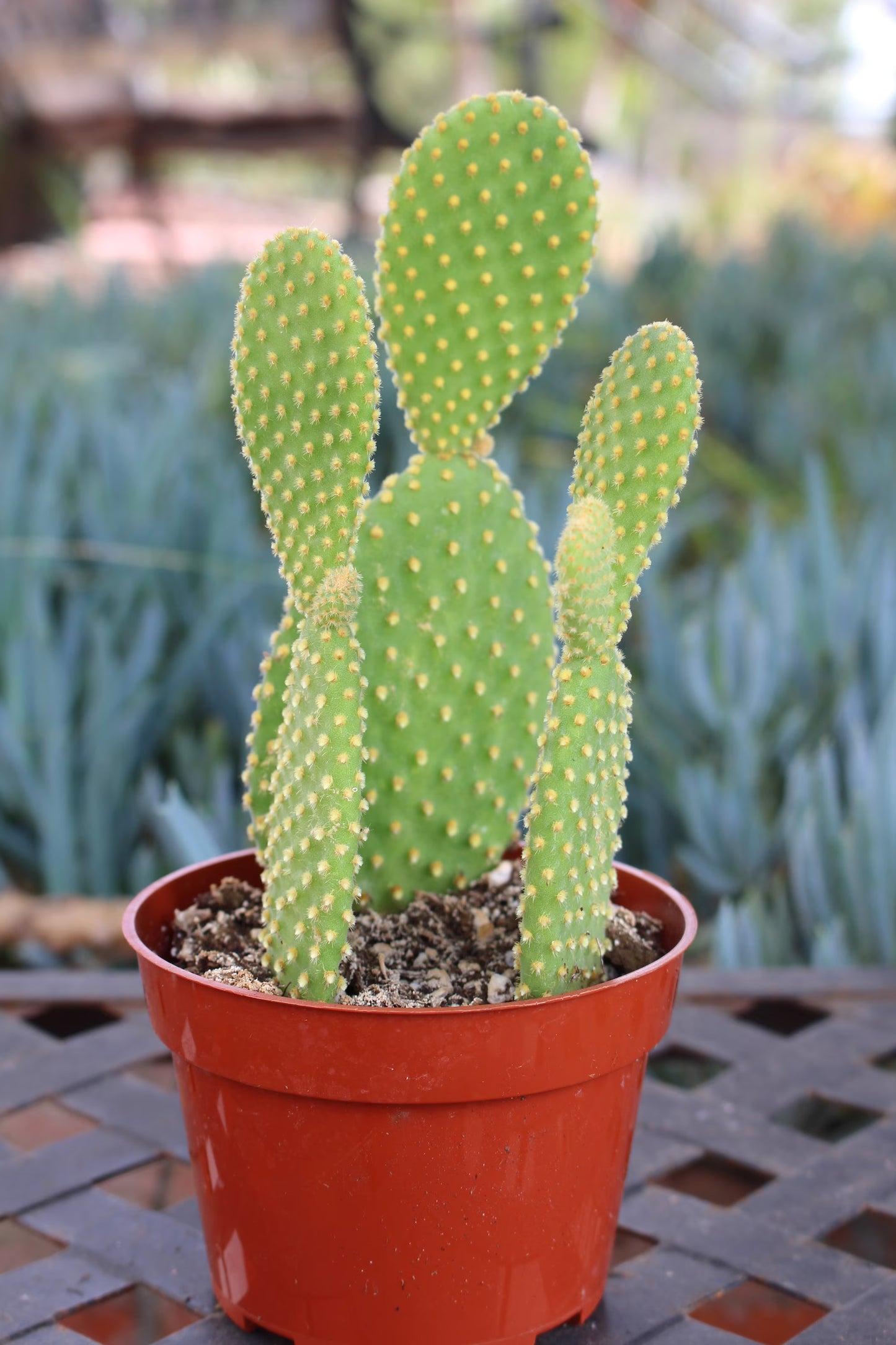 Cactus exóticos