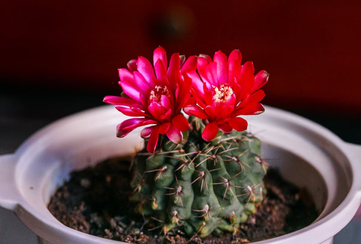 Cactus exóticos