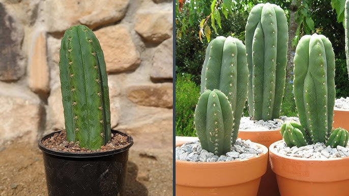 San Pedro cactus
