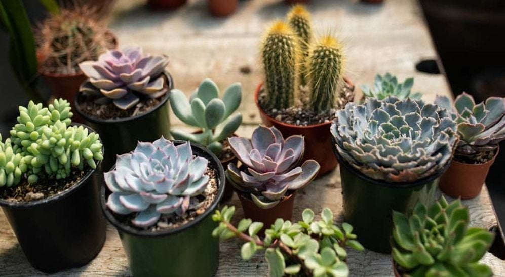 Cactus