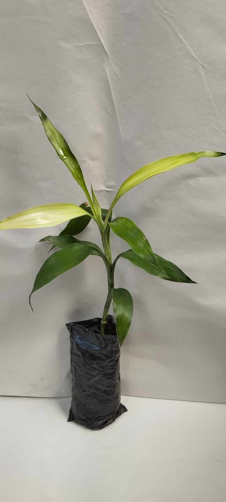 Bambú planta