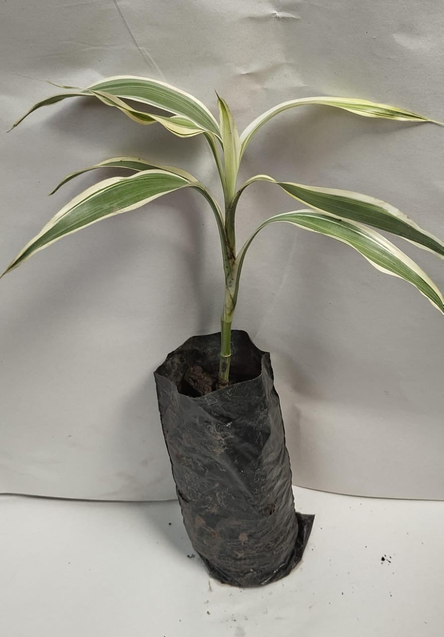 Bambu planta
