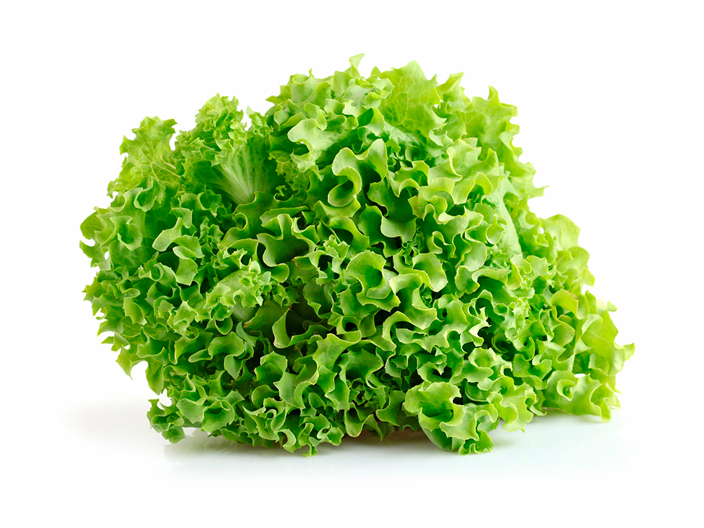 Lechuga crespa
