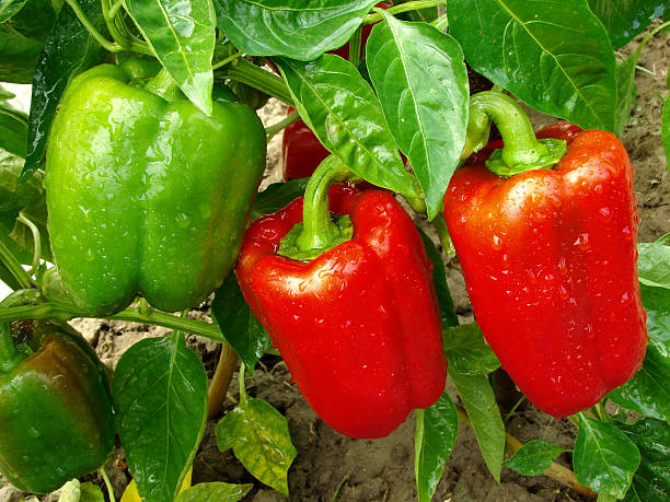 Pimiento rojo y verde