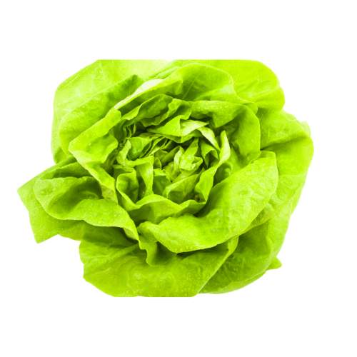 Lechuga de seda