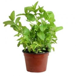 Menta