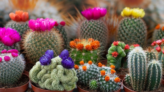 Cactus exóticos
