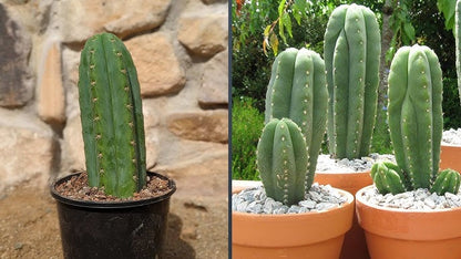 San Pedro cactus
