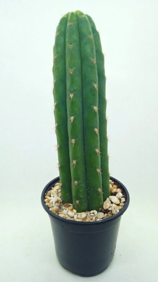 San Pedro cactus