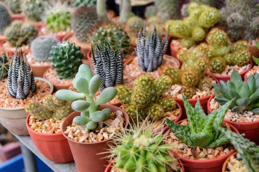 Cactus