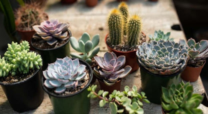 Cactus