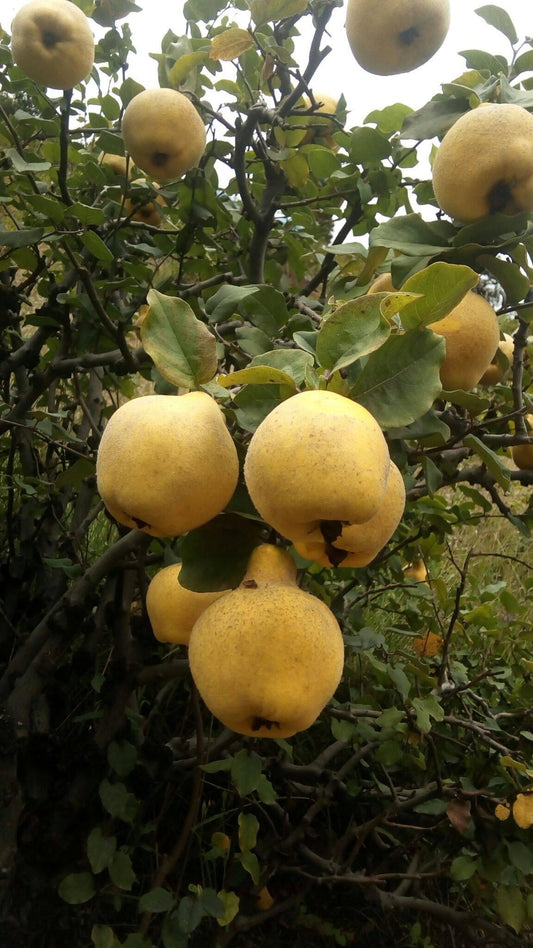 Membrillo serranito bebé