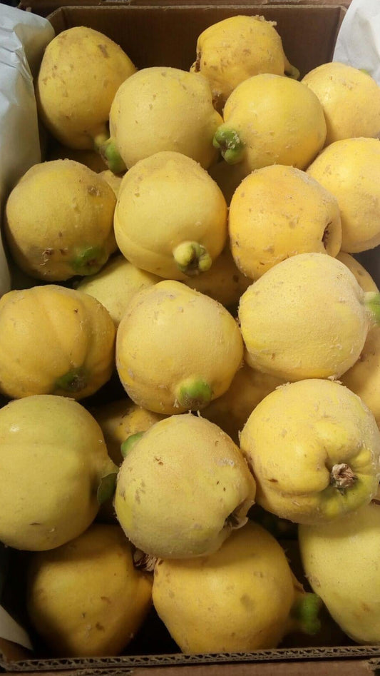 Membrillo serranito Pro