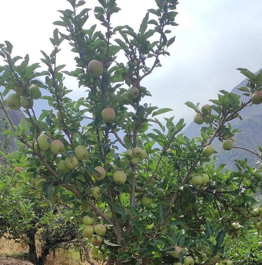 Manzana winter bebé