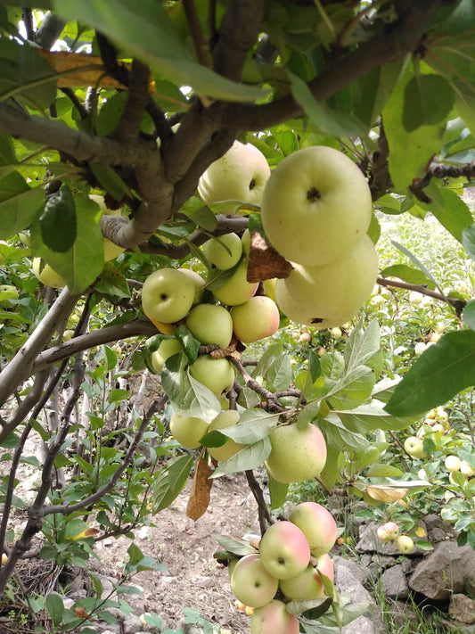 Manzana winter Pro