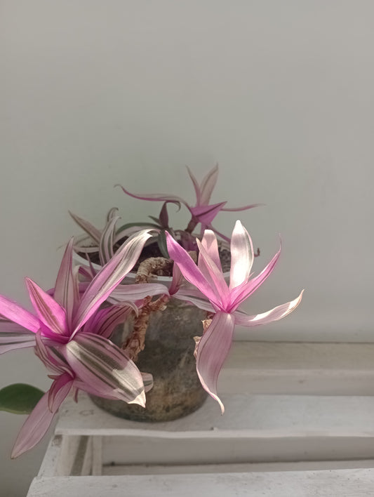 Planta cinta de color morado rosa