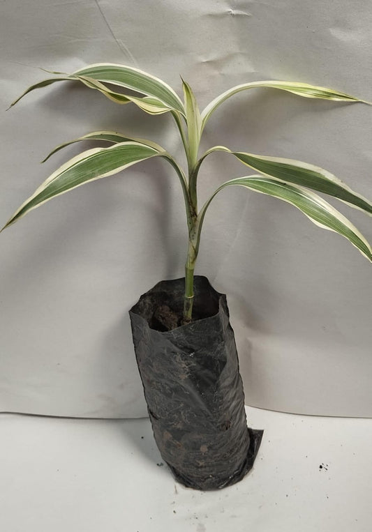 Bambu planta