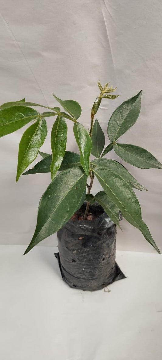Plantas de pacay