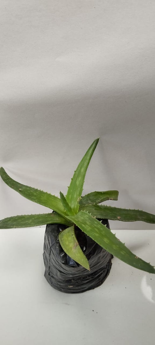 Aloe Vera sábila