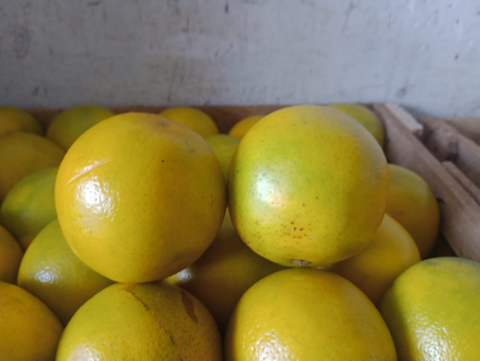 Naranja de jugo valencia de la selva peruana