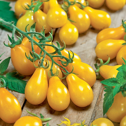 Tomate semilla europea 1/2 kilo