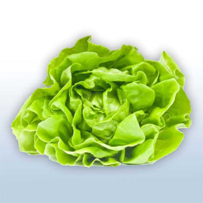 Lechuga de seda