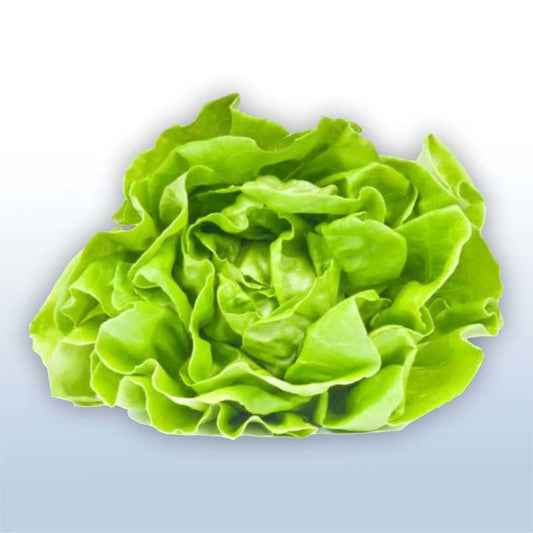 Lechuga de seda