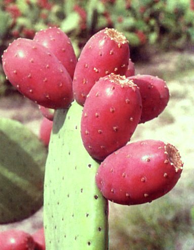 Tuna Roja deliciosa de la sierra de lima