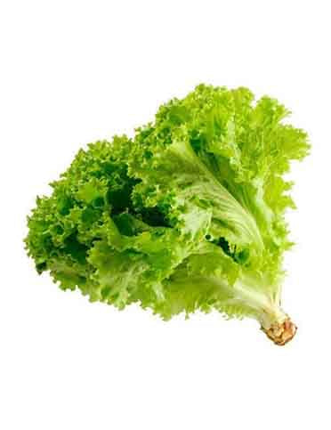 Lechuga crespa