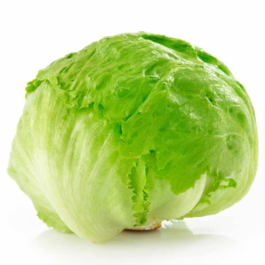 Lechuga americana